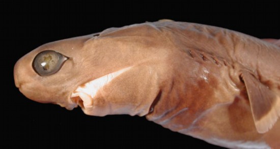 十大相貌奇特鲨鱼:雪茄鲨身体回转撕咬猎物