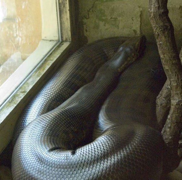 "死亡黄金蟒"惊现杭州街头 揭秘全球最恐怖巨型蟒蛇