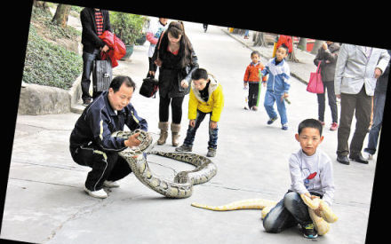 东莞街头惊现"遛蛇哥" 让人傻眼的另类宠物