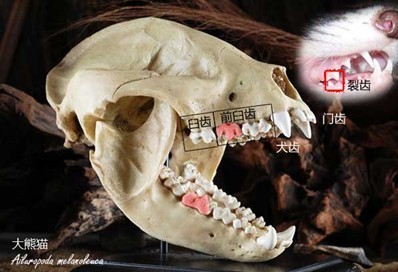 现生大熊猫的头骨模型,显示了包括犬齿在内的各个牙齿.