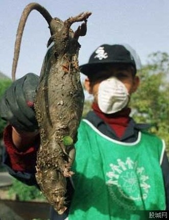 伊朗巨鼠一只十多斤 疑遭核辐射基因突变[图]