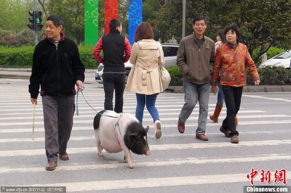 别人遛狗他遛猪 大叔养萌宠猪