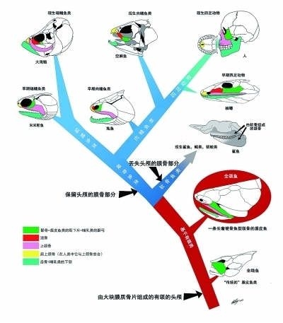 有颌类包括四大类群:盾皮鱼纲,棘鱼纲,硬骨鱼纲和软骨鱼纲,其中前两个