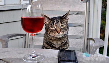 揭秘专供猫喝的葡萄酒每瓶62元中国暂买不到