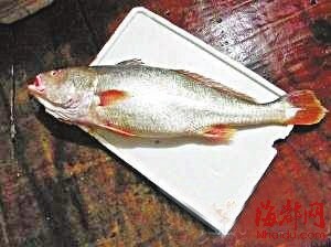 金丝鱼全身是宝 8斤能卖3万元