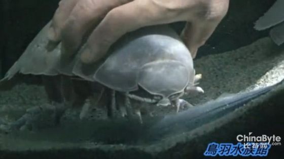 日本鸟羽水族馆的大王具足虫"1号",在绝食5年多后死亡,创造了动物绝食