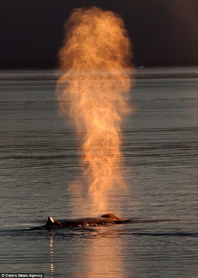 Moby's trick: The humpback whale appears to spout a ball fire from its blowhole as it rises to the surface off the coast of Arkansas, Alaska