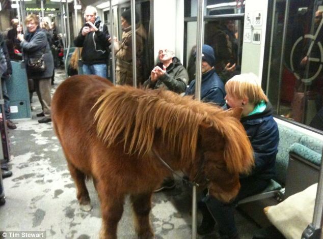 Shock: The mystery blonde woman, in her twenties, led her brown Shetland pony onto Berlin's S-Bahn, prompting surprised looks from fellow passengers