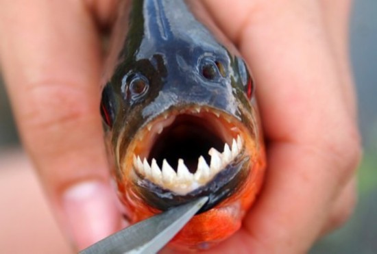 魔鬼鱼吃人的照片图片