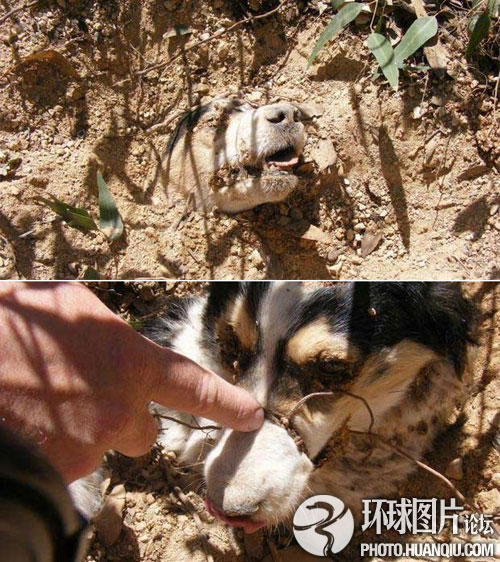 男子微波炉虐猫将猫蒸至半熟 网友大呼太变态