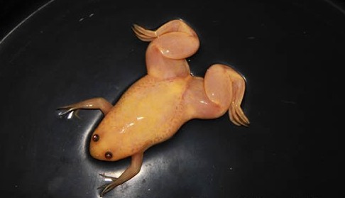 吉林长白山现罕见白蛙通体透明可见内脏图