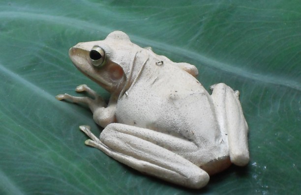 吉林长白山现罕见白蛙 通体透明可见内脏(图)