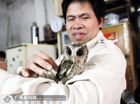 猫头鹰停在周先生手臂上,让他梳理羽毛。