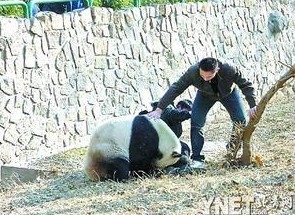 大熊猫伤人事件
