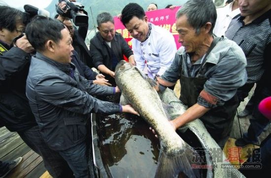 10月17日,慈利縣江埡水庫,重達100多斤的巨大鱅魚被撈上岸,準備送往