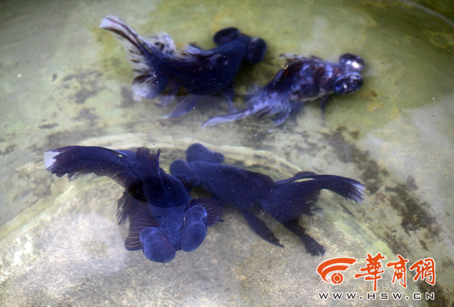 西安本土蓝色金鱼即将消失(组图)