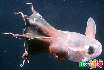 吸血鬼乌贼(vampire squid)