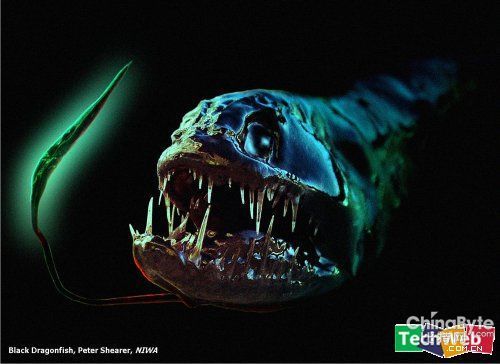 盘点令人恐惧的深海生物 日本现8米巨型乌贼